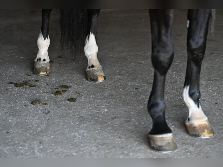 Frisones Caballo castrado 7 años 163 cm Negro in Fairbank IA