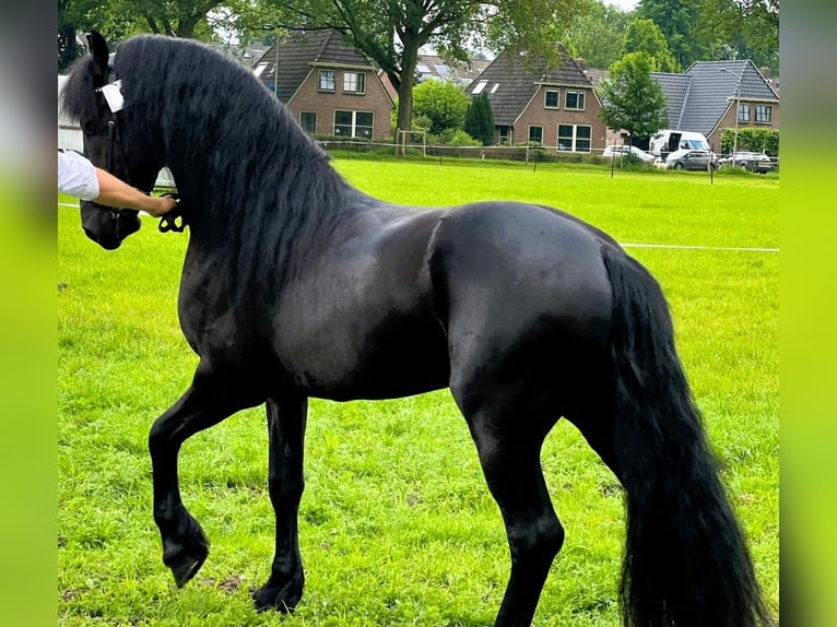 Frisones Caballo castrado 7 años 163 cm Negro in Temecula CA