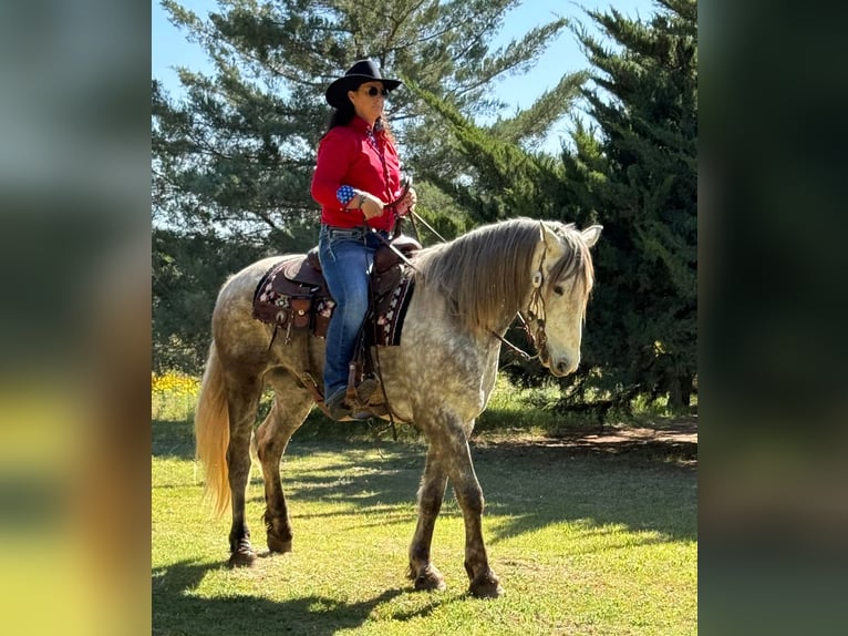 Frisones Caballo castrado 7 años 163 cm Tordo in Ackerly TX