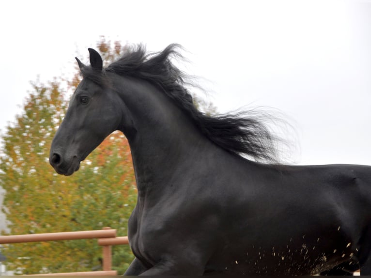 Frisones Caballo castrado 7 años 165 cm Negro in Ochtendung