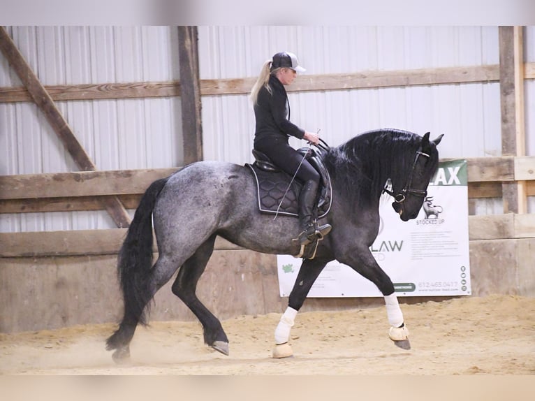 Frisones Caballo castrado 7 años 165 cm Ruano azulado in Oelwein IA