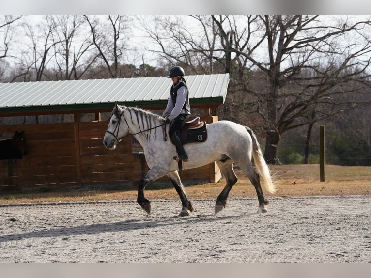 Frisones Mestizo Caballo castrado 7 años 168 cm Tordo in Clover