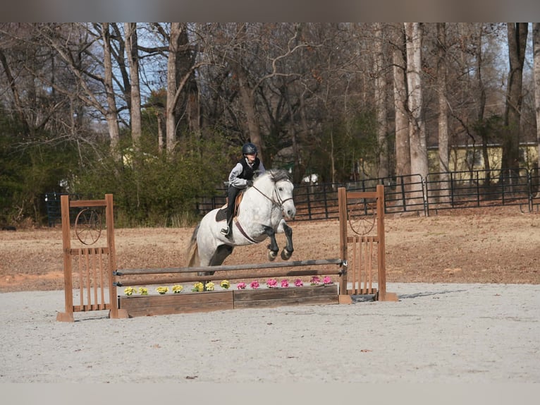 Frisones Mestizo Caballo castrado 7 años 168 cm Tordo in Clover