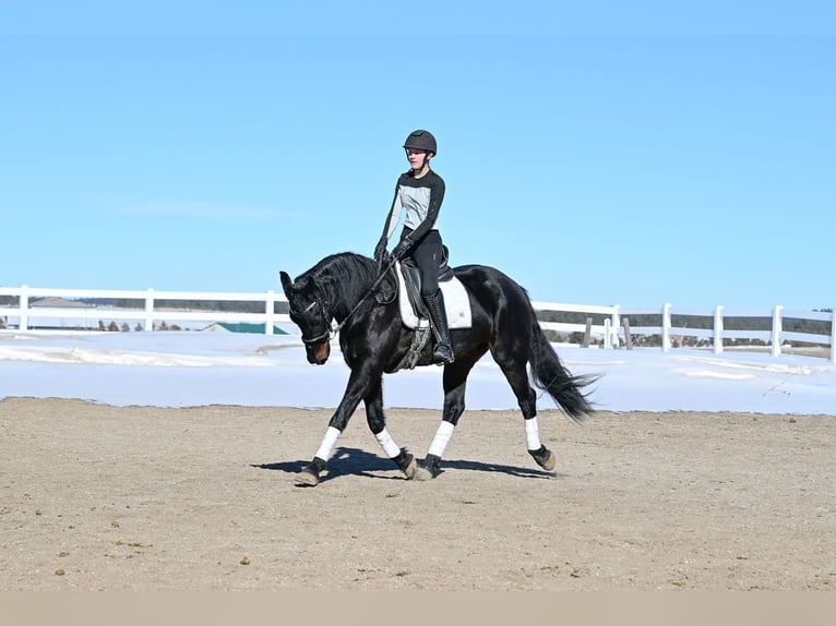 Frisones Caballo castrado 7 años 170 cm Castaño oscuro in Peyton