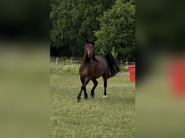 Frisones Mestizo Caballo castrado 7 años 170 cm Castaño oscuro in Finsterwalde