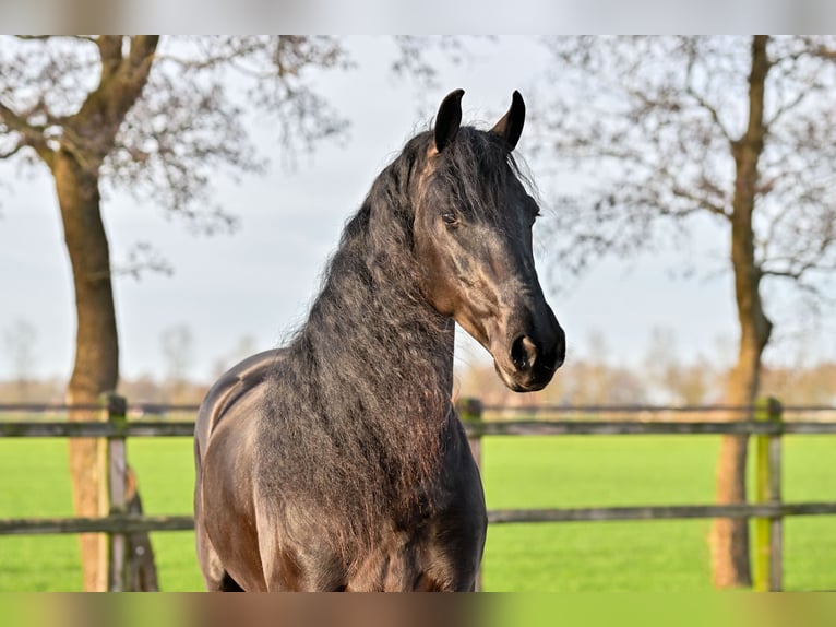Frisones Caballo castrado 7 años 170 cm Negro in Rottum