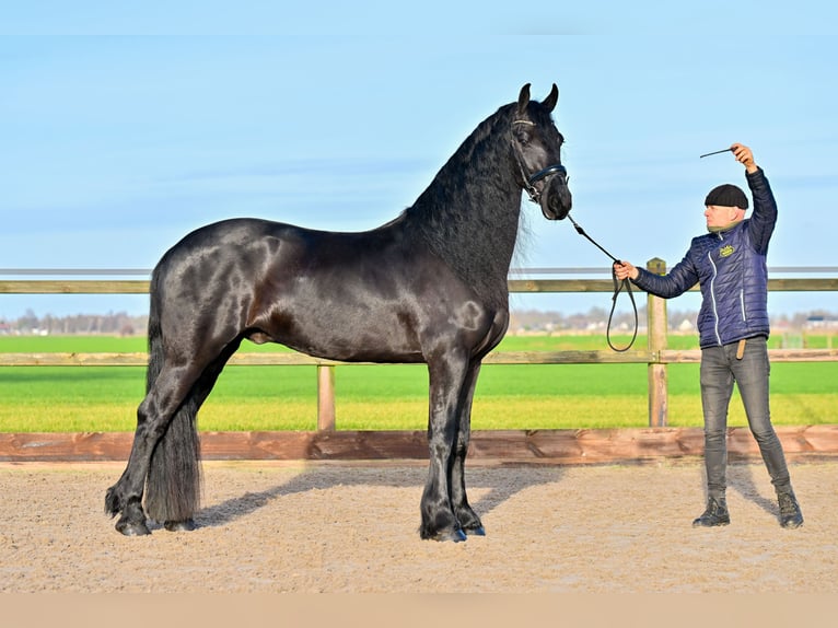Frisones Caballo castrado 7 años 170 cm Negro in Rottum