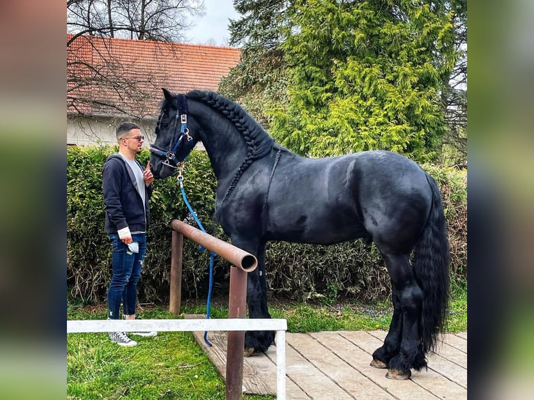 Frisones Caballo castrado 7 años 173 cm Castaño in London