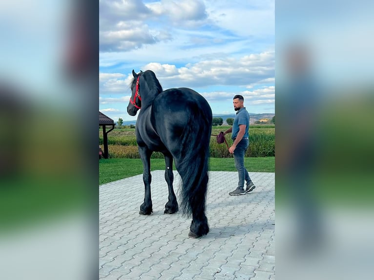 Frisones Caballo castrado 7 años 173 cm Negro in Glasgow