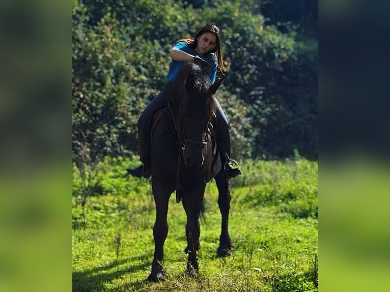 Frisones Caballo castrado 7 años 173 cm Negro in London