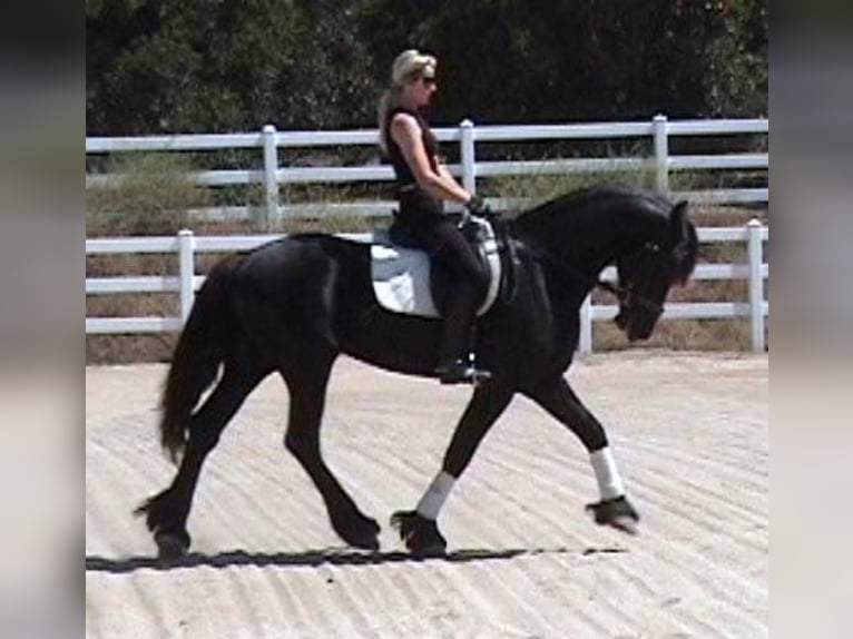 Frisones Caballo castrado 7 años 173 cm Negro in Hamilton