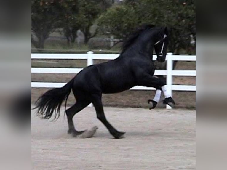 Frisones Caballo castrado 7 años 173 cm Negro in Hamilton