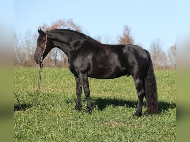 Frisones Caballo castrado 7 años 173 cm Negro in Norwich