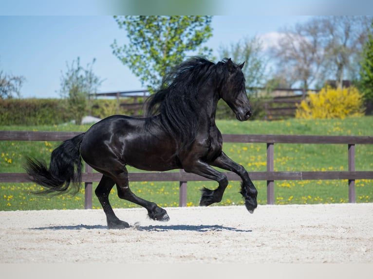 Frisones Caballo castrado 7 años 175 cm Negro in Prague