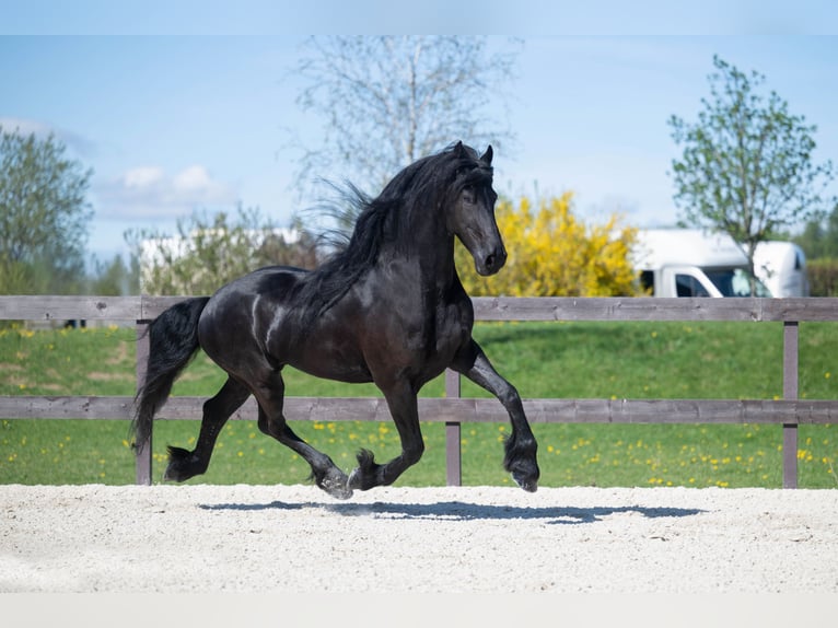 Frisones Caballo castrado 7 años 175 cm Negro in Prague