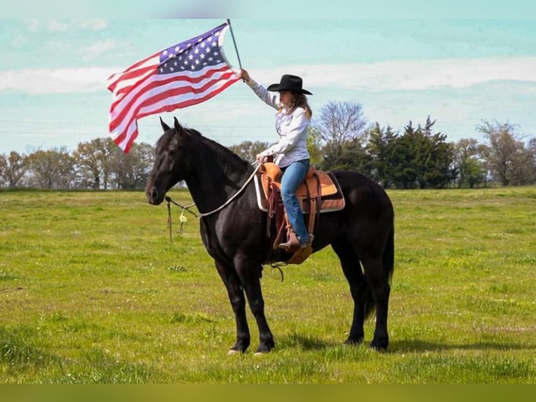 Frisones Caballo castrado 7 años 175 cm Negro in Post Oak Bend City TX