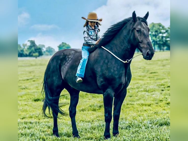 Frisones Caballo castrado 7 años 175 cm Negro in Post Oak Bend City TX