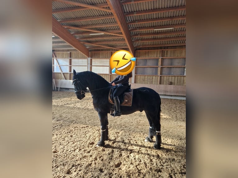 Frisones Caballo castrado 7 años in Amsterdam