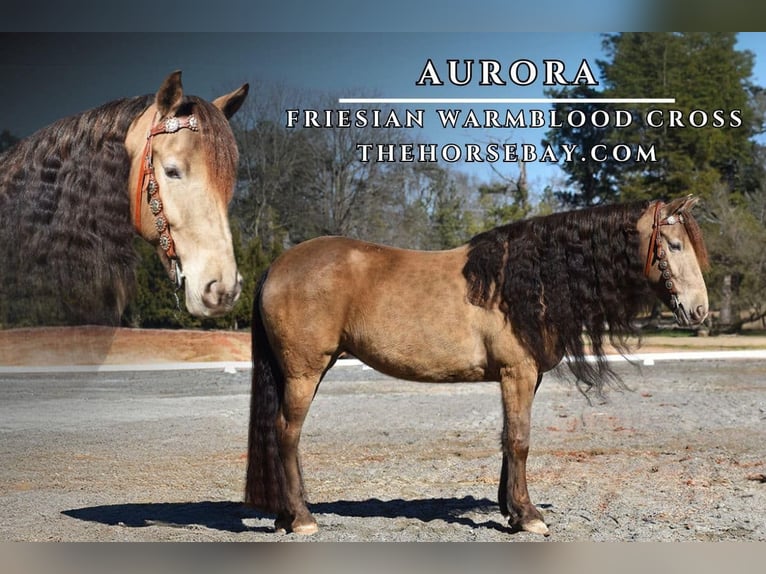 Frisones Caballo castrado 7 años Champán in Eatonton, GA