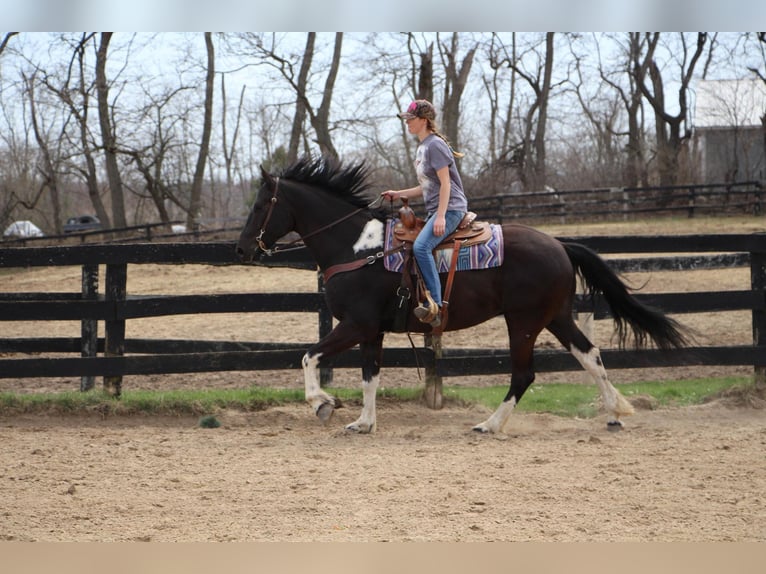 Frisones Caballo castrado 7 años Negro in Highland MI