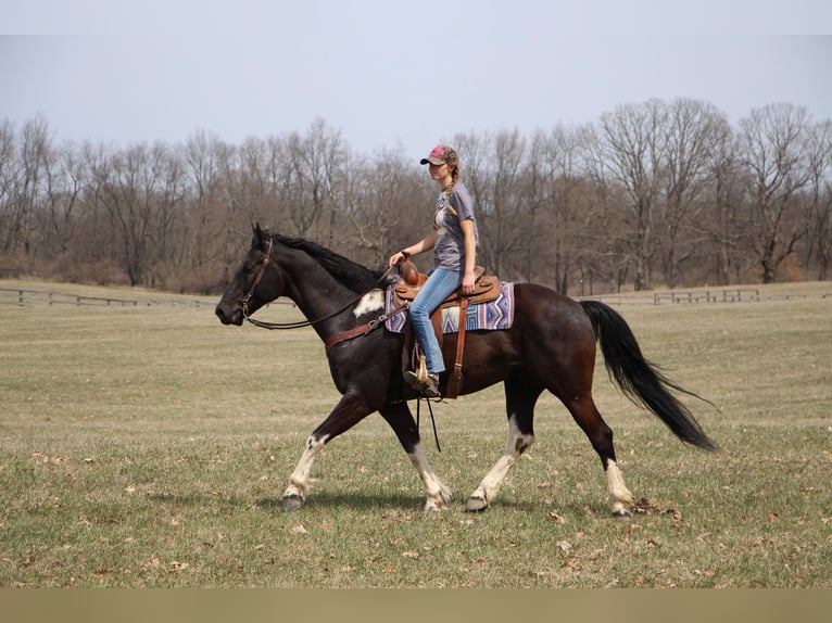 Frisones Caballo castrado 7 años Negro in Highland MI