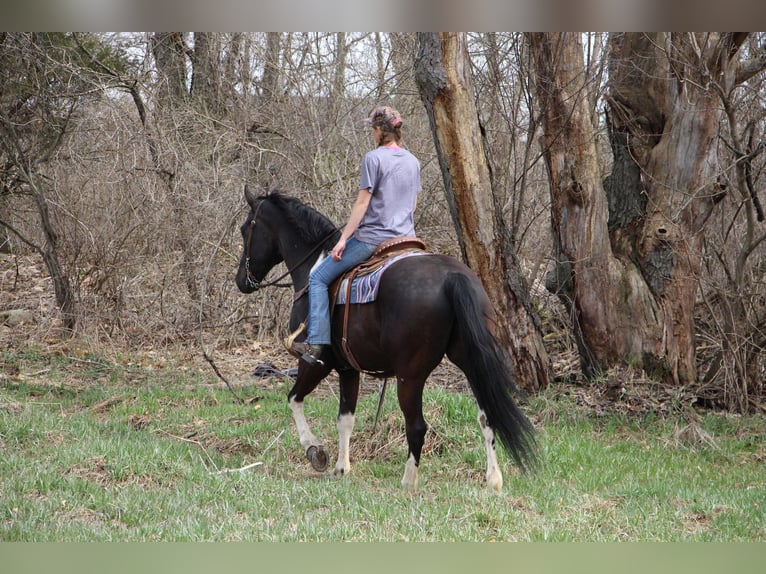 Frisones Caballo castrado 7 años Negro in Highland MI