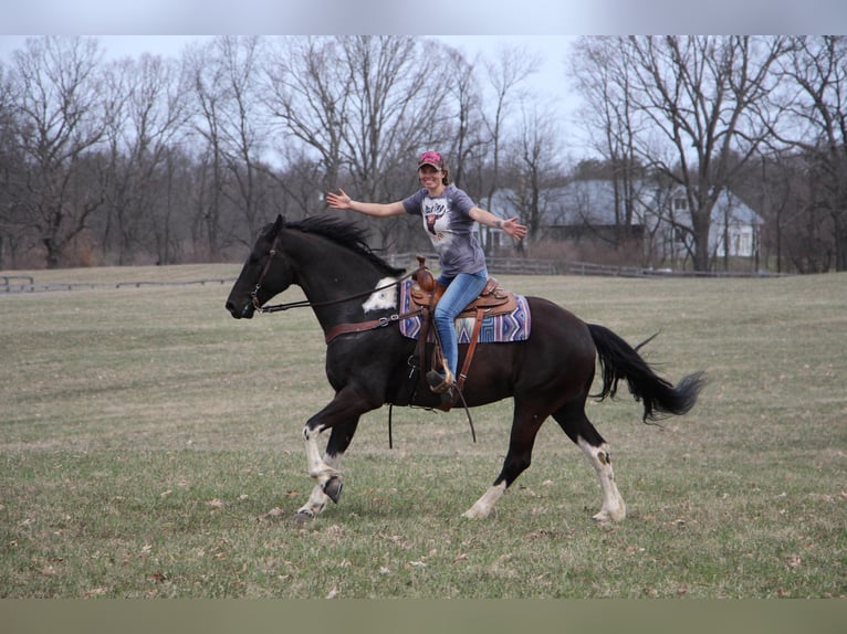 Frisones Caballo castrado 7 años Negro in Highland MI