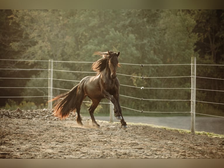 Frisones Caballo castrado 7 años Negro in Warsaw NY