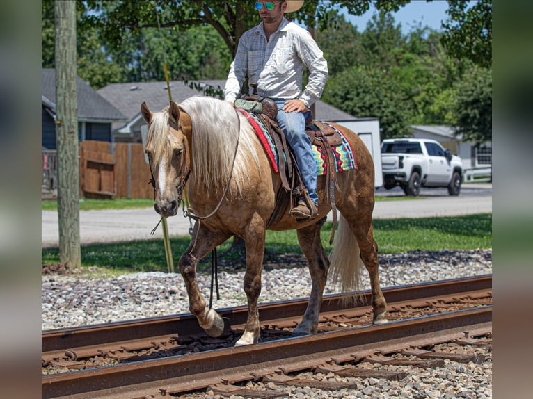Frisones Mestizo Caballo castrado 7 años Palomino in Robards