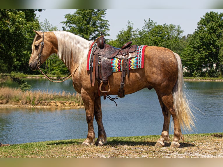 Frisones Mestizo Caballo castrado 7 años Palomino in Robards