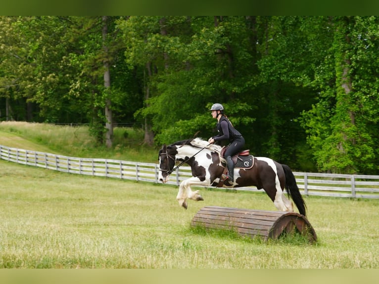 Frisones Mestizo Caballo castrado 7 años Pío in Clover