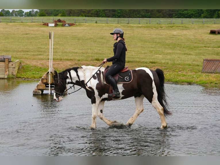 Frisones Mestizo Caballo castrado 7 años Pío in Clover