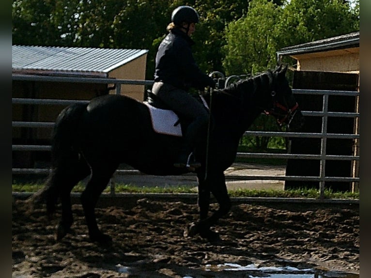 Frisones Mestizo Caballo castrado 8 años 150 cm Negro in Buttst&#xE4;dt