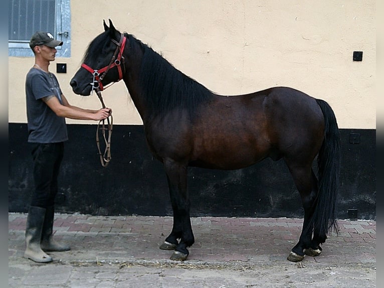 Frisones Mestizo Caballo castrado 8 años 150 cm Negro in Buttst&#xE4;dt