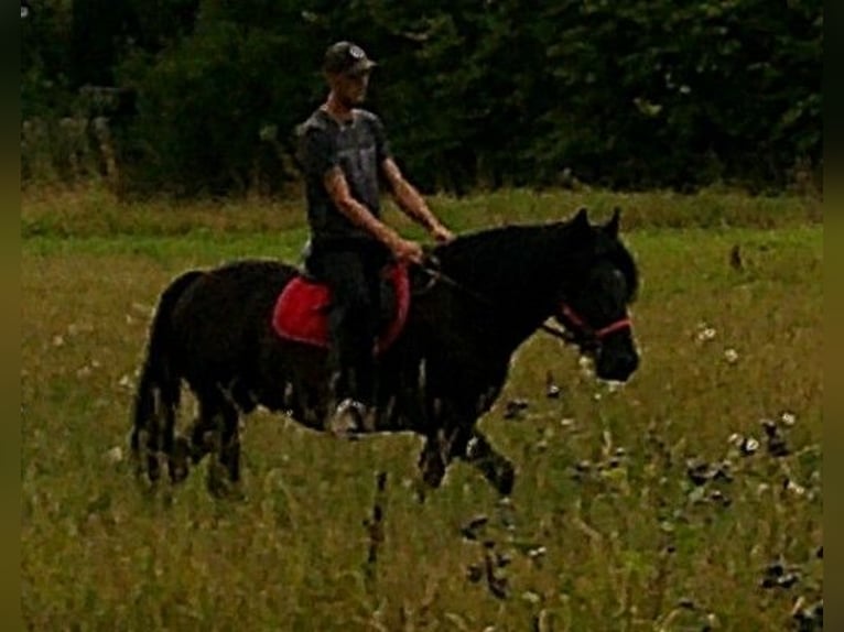 Frisones Mestizo Caballo castrado 8 años 150 cm Negro in Buttst&#xE4;dt
