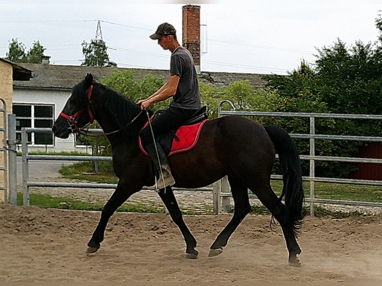 Frisones Mestizo Caballo castrado 8 años 150 cm Negro in Buttst&#xE4;dt