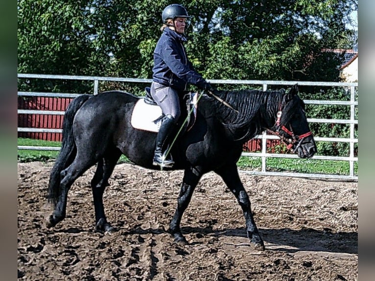 Frisones Mestizo Caballo castrado 8 años 150 cm Negro in Buttst&#xE4;dt