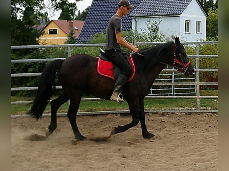 Frisones Mestizo Caballo castrado 8 años 150 cm Negro in Buttst&#xE4;dt