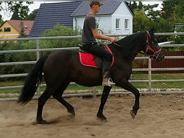 Frisones Mestizo Caballo castrado 8 años 150 cm Negro in Buttst&#xE4;dt