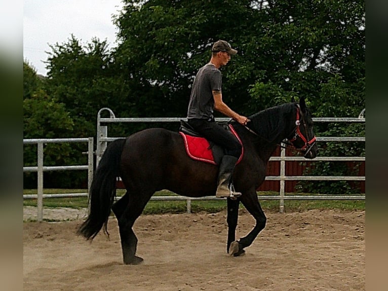 Frisones Mestizo Caballo castrado 8 años 150 cm Negro in Buttst&#xE4;dt