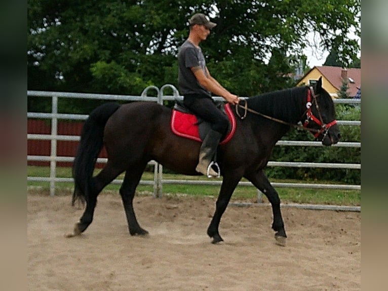 Frisones Mestizo Caballo castrado 8 años 150 cm Negro in Buttst&#xE4;dt