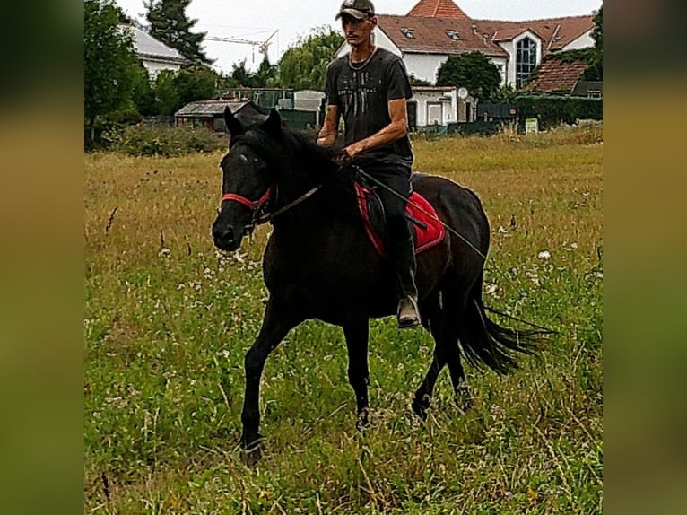 Frisones Mestizo Caballo castrado 8 años 150 cm Negro in Buttst&#xE4;dt