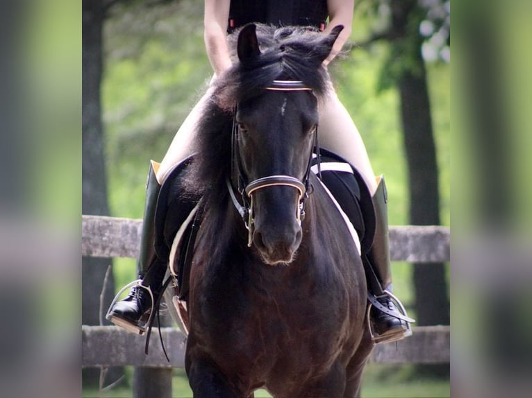 Frisones Mestizo Caballo castrado 8 años 150 cm Negro in Borden