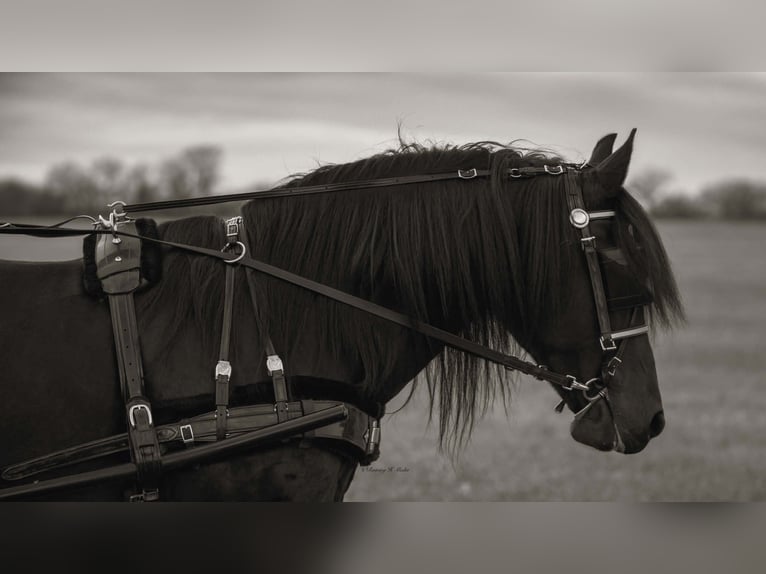 Frisones Mestizo Caballo castrado 8 años 152 cm Castaño oscuro in Grand Island