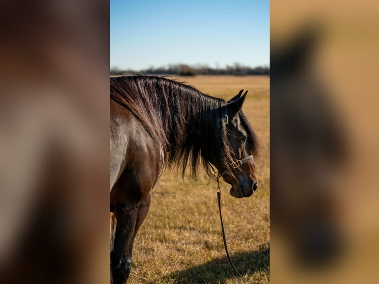 Frisones Mestizo Caballo castrado 8 años 152 cm Castaño oscuro in Grand Island