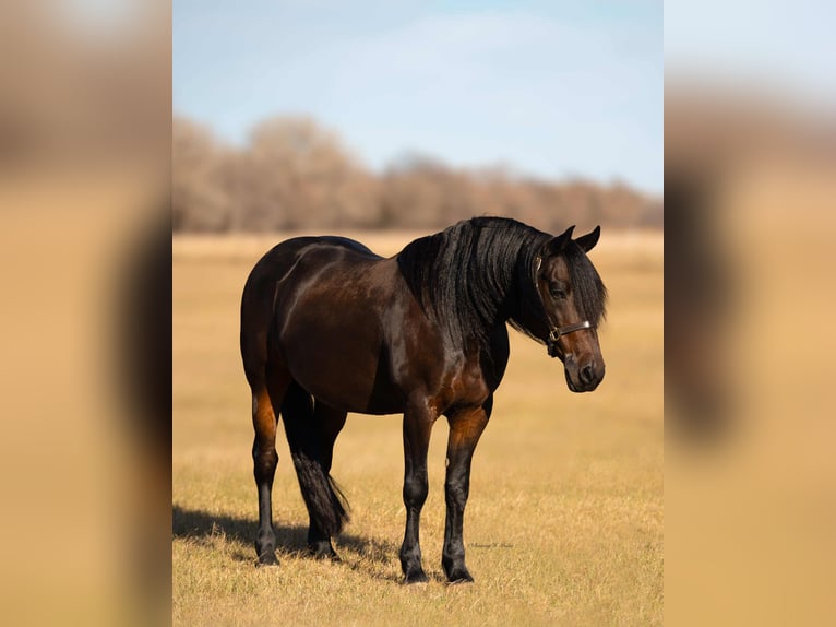 Frisones Mestizo Caballo castrado 8 años 152 cm Castaño oscuro in Grand Island