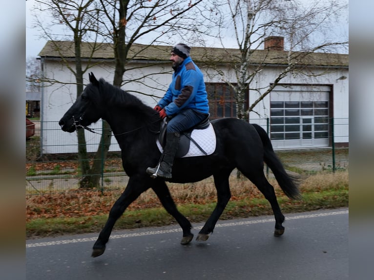 Frisones Mestizo Caballo castrado 8 años 152 cm Negro in Buttst&#xE4;dt