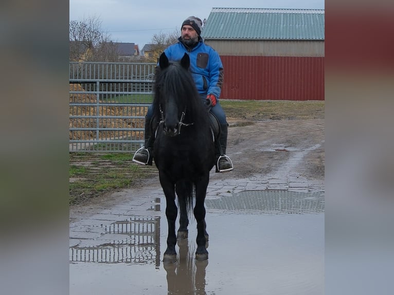 Frisones Mestizo Caballo castrado 8 años 152 cm Negro in Buttst&#xE4;dt