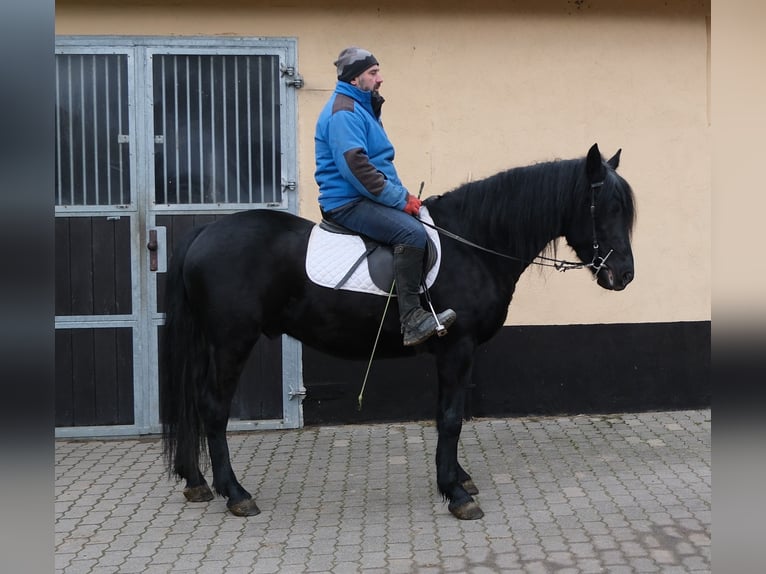 Frisones Mestizo Caballo castrado 8 años 152 cm Negro in Buttst&#xE4;dt