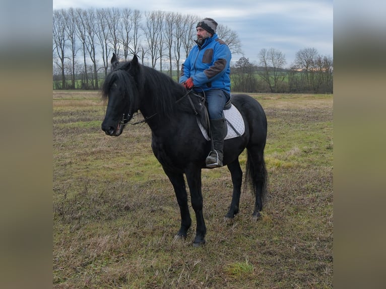 Frisones Mestizo Caballo castrado 8 años 152 cm Negro in Buttst&#xE4;dt